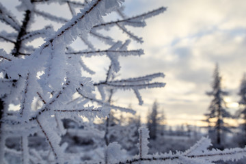 Beautiful winter landscape, frost on the branches of trees, the first snow,