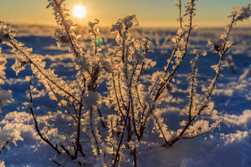 Tree branches frozen in the ice. Frozen tree branch in winter forest.Frozen waterfall; Snow, frost close up,  a snowflake in natural surroundings
