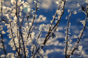Tree branches frozen in the ice. Frozen tree branch in winter forest.Frozen waterfall; Snow, frost close up,  a snowflake in natural surroundings