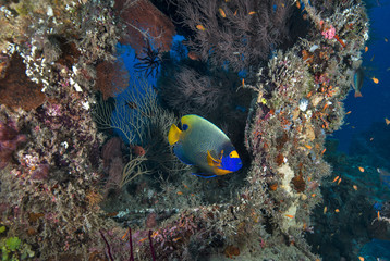 Angelfish swims on coral reef