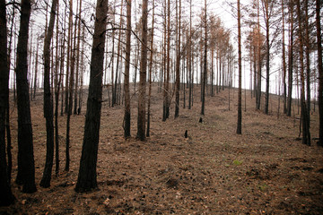 Nordic Scandinavian pine tree forest few years aftes wildfire.
