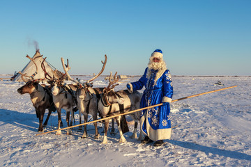 Christmas card. Santa Claus are near his reindeers in harness. Russian Santa Claus (Grandfather Frost), Reindeer team on a sleigh