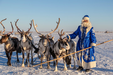 Christmas theme, sales, Happy  Santa Claus in a snowy forest, Santa on the background of a winter forest, Russian Santa Claus (Grandfather Frost), Santa Claus are near his reindeers in harness.