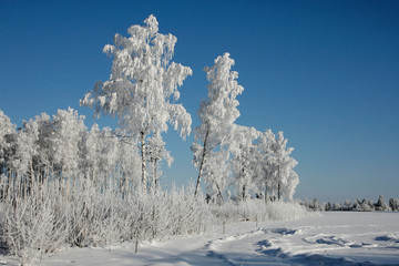 Amazing sunny frosty day in the woods. Birch trees covered with frost, blue sky background.