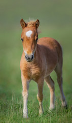 Obraz na płótnie Canvas American Miniature Horse. Portrait chestnut foal.