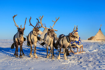 Christmas card. Santa Claus are near his reindeers in harness. Russian Santa Claus (Grandfather Frost), Reindeer team on a sleigh