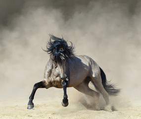 Golden dun Purebred Andalusian horse playing on sand. - 234987119