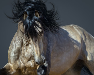 Golden dun Purebred Andalusian horse.