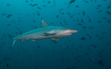 Fototapeta premium Shark in school of fish