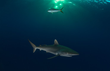 Sharks