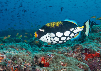  Clown Triggerfish on healthy reef