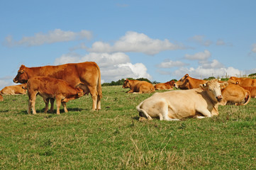 Mucca francese che allatta il vitellino al pascolo in Normandia