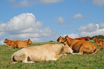 Mucche francesi al pascolo in Normandia