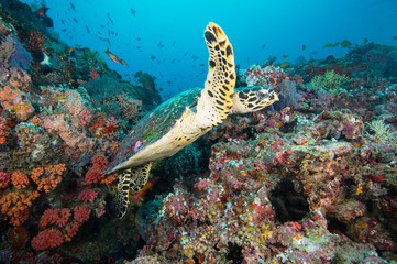 Sea turtle on coral reef © The Ocean Agency