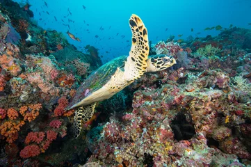Fotobehang Sea turtle on coral reef © The Ocean Agency