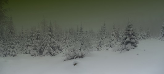 Beautiful winter landscape with fresh snow covered spruce trees