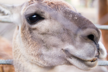 Obraz premium Llama's charismatic head close-up at the zoo