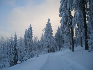 Beautiful winter landscape with the snow covered spruce trees