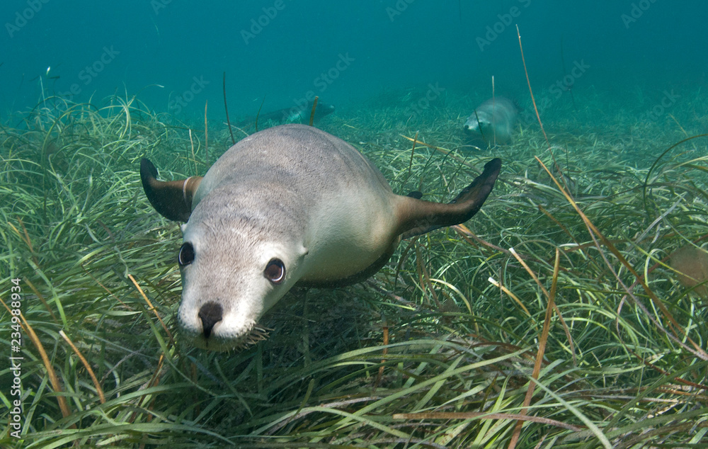 Wall mural Australian sea lion playing