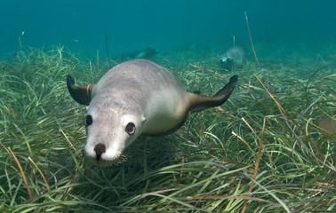 Australian sea lion playing