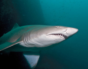 Shark with teeth