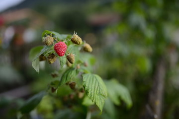 Einzelne Himbeer Frucht am Strauch, Gesund ernähren im Sommer