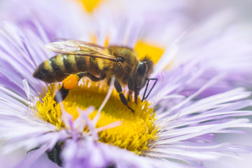 Bee in extreme close up sitting on flower