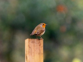 Robin 