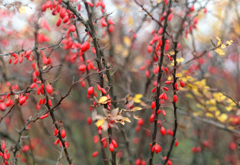 Barberry bush in the fall.