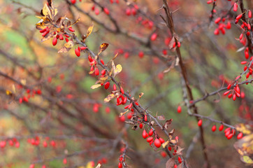 Barberry bush in the fall.