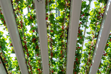 Greenhouse with rows of ripe big red strawberries plants, ready for harvest, sweet tasty organic berry