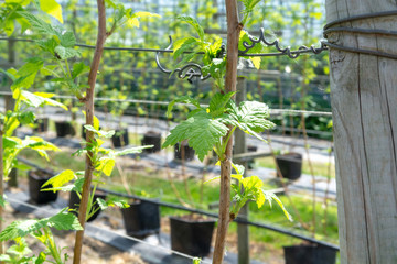 Indoor bio farming in Netherlands, greenhouse with rows of cultivated black currant plants in spring season