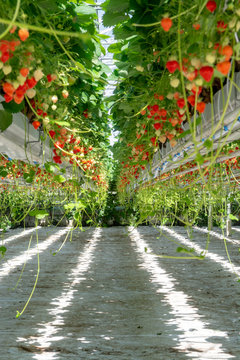 Greenhouse with rows of ripe big red lambada strawberries plants, ready for harvest, sweet tasty organic berry