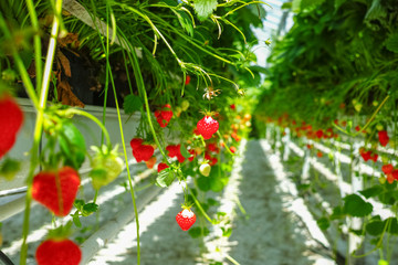 Greenhouse with rows of ripe big red lambada strawberries plants, ready for harvest, sweet tasty organic berry