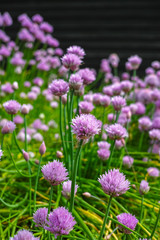 Summer blossom of chives allium plant in vegetables garden