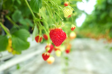 Greenhouse with rows of ripe big red lambada strawberries plants, ready for harvest, sweet tasty organic berry