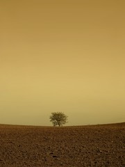 Isolated tree