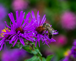 honey bee and the flower