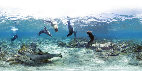 360 of Galapagos sea lions swimming