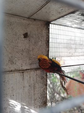 edf