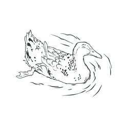 Realistic sketch of duck in line art design, vector illustration for coloring book page
