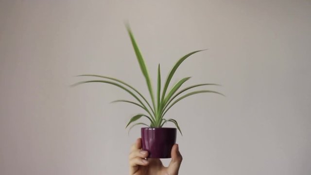 and showing a pot with a plant.  Funny symbol of finding the solution.