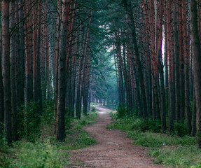 Obraz premium Way in deep forest– stock image