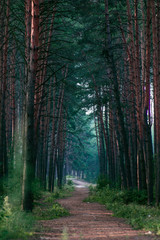 Fototapeta premium Way in deep forest– stock image