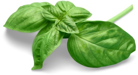 Fototapeta premium Fresh basil