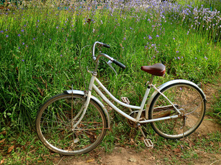 Fototapeta na wymiar White retro bicycle parking in the purple Murdannia flower field 