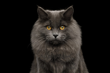 Portrait of Furry Gray Cat Gazing on Isolated Black Background, front view