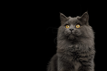 Portrait of Gray Cat Stare up on Isolated Black Background, front view