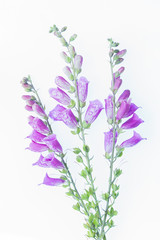 Foxgloves purple ona lightbox and white background 