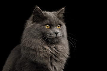 Portrait of Gray Cat with furry breast Gazing on Isolated Black Background